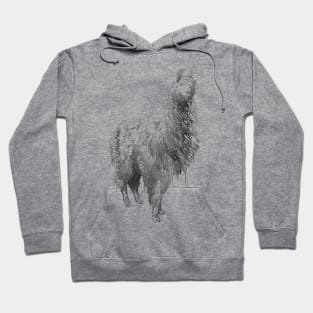 Alpaca Hoodie